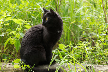 Bombay black cat in profile with attentive look sits in green grass outdoor in nature. Spring, summer, copy space