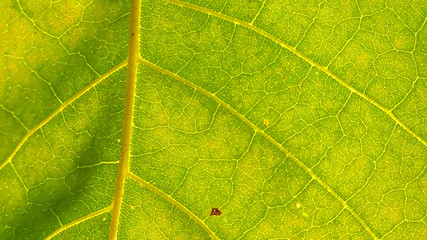 Green leaves of shrubs vertical garden