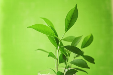 tea leaves branch