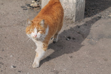 Obraz premium Beautiful white and red cat on the street