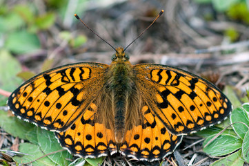 Schmetterling