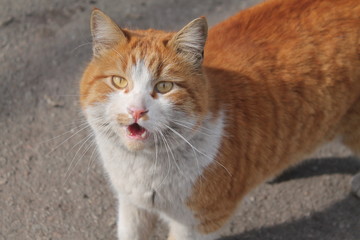Fototapeta premium Beautiful white and red cat on the street