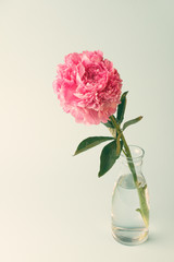 Pink peony flower in a glass bottle on pastel background