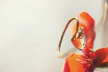 water drop on the plant with flower close  up