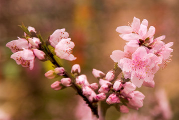 peach blossom in spring,china