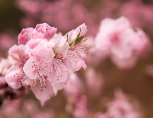 peach blossom in spring,china