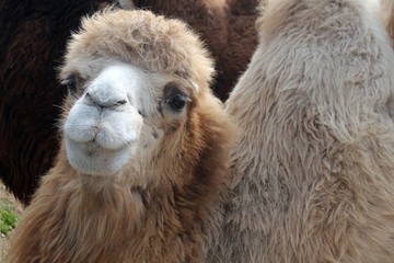 cute shaggy camel