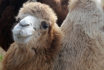 cute shaggy camel