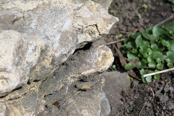 decorative stone on the ground with green grass