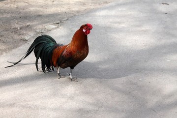 brown-black cock walking in the park