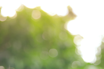 Obraz premium Defocused abstract nature background yellow leaves and bokeh lights. Royalty high-quality free stock image of natural blurred bokeh background from leaf with copyspace for text advertising design
