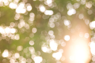 Sunlight yellow bio background, abstract blurred foliage sun light. Organic design nature abstract background with copyspace for text advertising design. Blur nature image in sunshine and bokeh effect