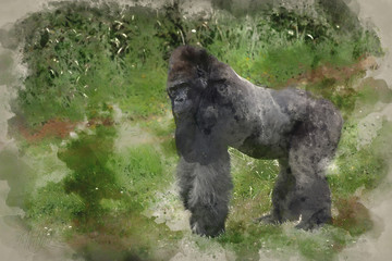 Watercolour painting of endangered Western Lowland Gorilla