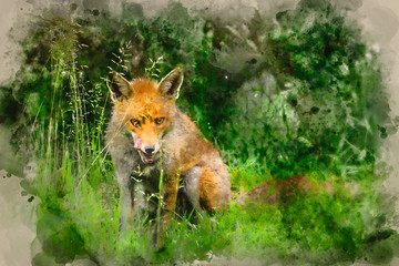 Naklejka na ściany i meble Watercolor painting of Stunning male fox in long lush green grass of Summer field
