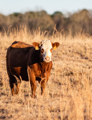 Simmental crossbred cow at golden hour