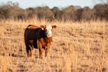 Simmental crossbred cow at golden hour