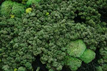 Green wall, popular in many restaurants