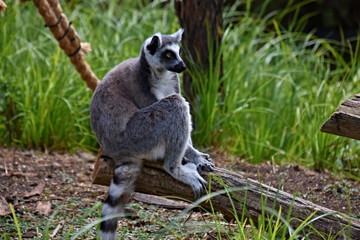 Lemur, belongs to the order of primates, a snapshot of a zoo