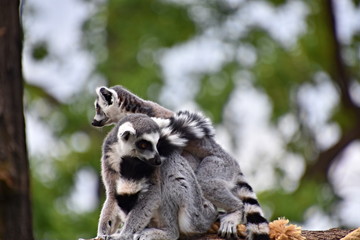 Naklejka na ściany i meble Lemur, belongs to the order of primates, a snapshot of a zoo