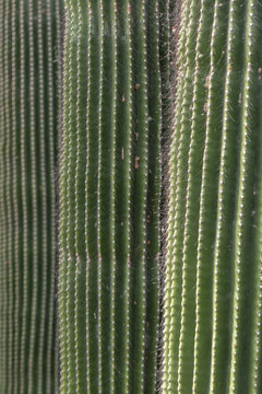 Full frame photo of three spiky Neobuxbaumia polylopha cacti, focused on the closest.