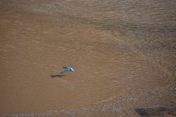 Fototapeta na wymiar a common kingfisher - back shot / 飛び去るカワセミのバックショット