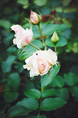 Blooming rose in the garden, vertical photo.