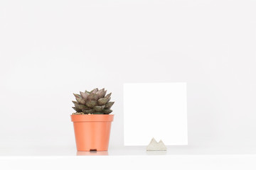 Succulent in a coral pots on a white bedside table