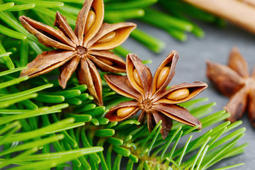 Star anise lying on fir branch