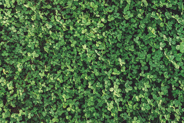 Green field background