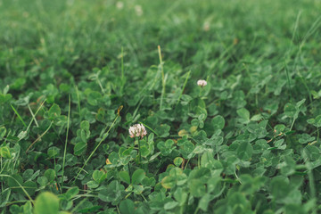 Close up field