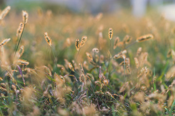 Close up field