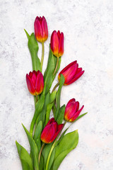 Tulip flower on white  background, copy space. A beautiful spring bouquet of red flowers