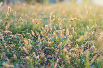 Close up field