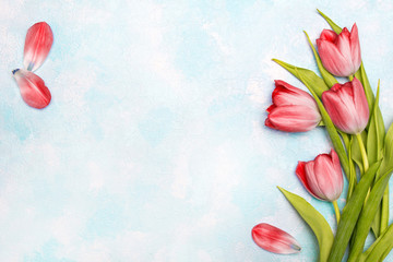 Tulip flowers on blue  background, copy space. A beautiful spring bouquet of pink flowers