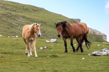 cavalli al pascolo in val Badia