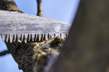 Man with saw is cutting small branch from second bigger branch on tree. Spring work. Trees brighten. Better harvest. Trimming.