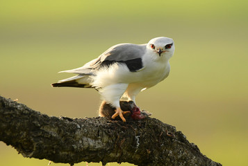 Elanio con presa en su atalaya