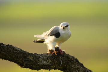 Elanio con presa en su atalaya