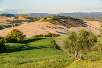 Landschaft der Crete Senesi, einem Getreideanbaugebiet mit karstigen Abschnitten. Hier im Herstlichen Abendlicht