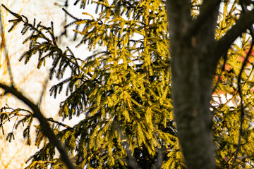 Garden green tree in the winter when sunlight is at sunset. Evergreen trees of Rostov region. Landscape.