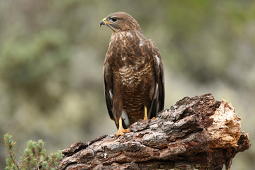 Ratonero en su posadero habitual