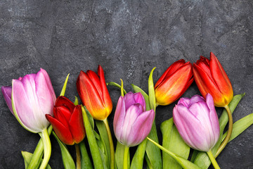 Tulip flower on dark background, copy space. A beautiful spring bouquet of flowers