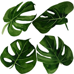 Watercolor tropical monstera leaf set