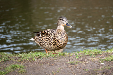 Duck in the park at spring, Poland