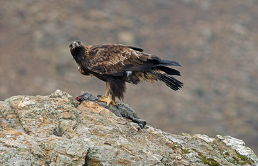 aguila real posada sobre su roca
