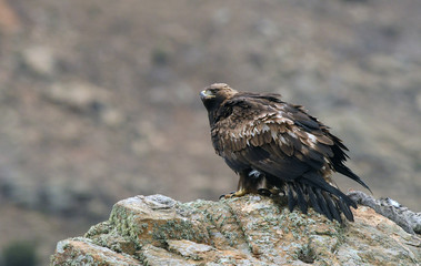 aguila real posada sobre su roca