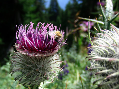 Disteln Detail Close Up Bl&uuml;te Distel Nahaufnahme