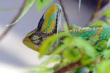 Chameleon Behind Leaves