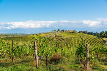 Fototapeta na wymiar Herbstlandschaft auf einem Weingut in der Toskane im Herbst krz vor der Weinernte