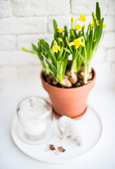 Fresh natural yellow daffodils in ceramic pot on white table